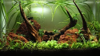 How to Aquascape a 10 Gallon Tank  Setup [upl. by Hum666]