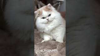 POMODORO CATS😺 animals shortsvideo india subscribe viralvideo pets trendingshorts trending [upl. by Lilahk]