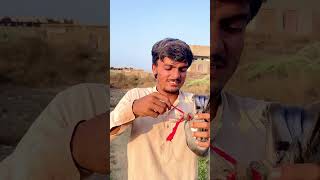 Kabootar banda hwa tha 🕊️🥹 shorts [upl. by Kyne]