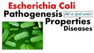 E coli bacteria microbiology  pathogenesis Symptoms and disease [upl. by Lap]