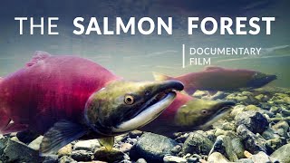 The Salmon Forest  Tongass National Forest  Alaska Nature Documentary [upl. by Theresita]