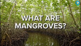 What Are Mangroves [upl. by Reffotsirhc]