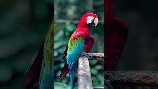 The redandgreen macaw also known as the greenwinged macaw 🍃🐦‍🔥 [upl. by Mckeon]