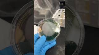 Unknown specimen growth on MacConkey agar and blood agar microorganisms bacteria [upl. by Voltz]