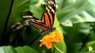 Orangespotted Tiger Clearwing Mechanitis polymnia in Slow Motion Ƹ̵̡Ӝ̵̨̄Ʒ﻿ [upl. by Sneed770]