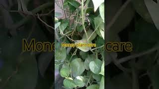 Money plant care tips shortvideo gardengingtips homegardening moneyplant shorts [upl. by Tugman]