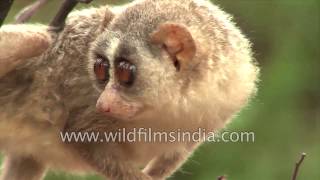 Slender Loris  mysterious animal of South Indian forests [upl. by Enirehtahc]