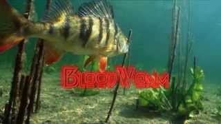 Нахлыст и вязание мушек с Данилычем  BloodWorm [upl. by Erihppas732]