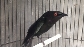 AMAZING Asian glossy starling Aplonis panayensis sound call song [upl. by Chatterjee]