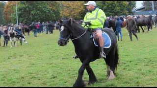 Horse Rider in Shorts on Cold Day Ballinasloe Horse Fair [upl. by Biron]