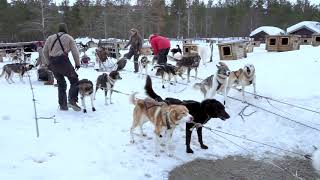 Normal “working day” for 2 and 4 legs in Engholm Husky team Mar 2020 [upl. by Airres]