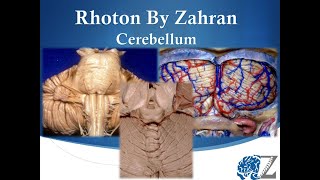 Rhoton By Zahran 10 Cerebellum [upl. by Kinnie762]