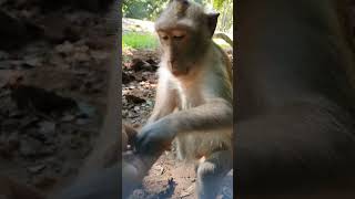 Feeding Wild monkey in Mohanokor troop monkeyaction monkey monkeybehavior [upl. by Anwaf]