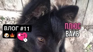 ВЛОГ 11Отдыхаю 🍂🐾🐕‍🦺 [upl. by Ajam]