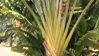 ÁRBOL DEL VIAJERO ravenala Ravenala madagascariensis wwwriomoroscom [upl. by Weissman917]