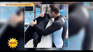 Schwere Vorwürfe gegen SeaWorld Kasatka RIP † 15082017 [upl. by Leopold]