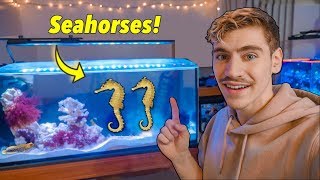 I GOT SEAHORSES in College  life changing [upl. by Mercie]