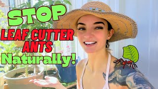 Stop Leaf Cutter Ants Naturally No spray organic gardening tips [upl. by Alleuqahs]