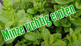 Minze richtig ernten und schneiden Minze Ernte wann und wie [upl. by Sheng]