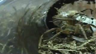 Wolf Spider Feeding Video [upl. by Oigroeg]