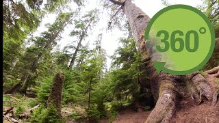 Gwaii Haanas en 360 [upl. by Eserahs716]