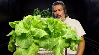 Gardener Grows Massive Amount of Lettuce in 2 Gallon Container DIY Hydroponics with Pool Noodles [upl. by Welford37]