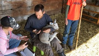 Ear tagging tail docking and castrating the sheeplambs our first time ever [upl. by Anirazc391]