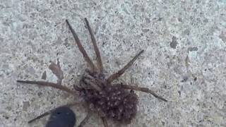 spider explodes and baby spiders crawl everywhere It gave birth  1 million views [upl. by Utley]