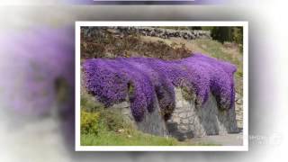 Aubrieta  garden plants [upl. by Ainex]