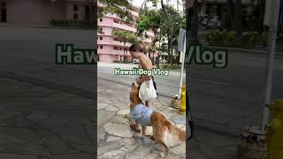 Waikiki Daily Dog Vlog with Ruca the SD servicedogteam goldenretriever [upl. by Aseral241]