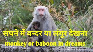 sapne me bandar ya langoor dekhna।सपने में बन्दर या लंगूर देखनाmonkey or baboons in dreams [upl. by Drucilla53]