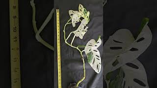 A 5 rooted Monstera Adansonii Albo Variegata cutting gardenpropagation monsteranatureplants [upl. by Corley4]