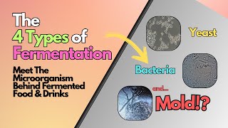 4 Types of Fermentation Explained Bacteria Yeast Mold amp More  Fermented Foods amp Health Benefits [upl. by Eustasius292]