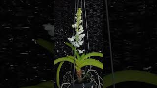 Rhynchostylis coelestis var alba bodhiorchid 보리난원 [upl. by Lonergan654]