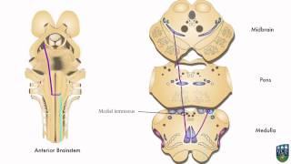 AXON Dorsal Column Pathway Fine Tactile Sensation Conscious Proprioception from Hand 5 of 9 [upl. by Merwin993]