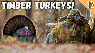 HARDWOODS TURKEY HUNTING in KENTUCKY Calling Setups for Success [upl. by Willing290]