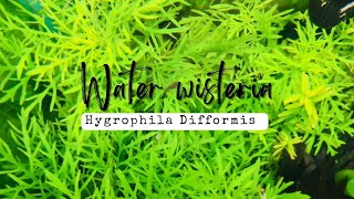 Top Easy Plant  Water Wisteria  Hygrophila Difformis  Easy To Grow Aquarium Plant [upl. by Azzil]