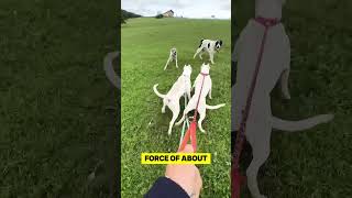 Dogo Argentino vs Cane Corso Fight [upl. by Giorgia]