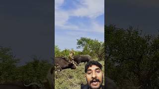 भैंस ने किया शेर का 😱😱 शिकार देख के फठ जायेगी shorts wildlife animals shortsfeed shortvideos [upl. by Aicssej]