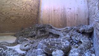 Lometa Diamondback Jubilee Rattlesnake Round Up 2014 [upl. by Aicella842]