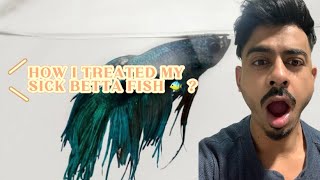 BETTA FISH TREATMENT VERY IMPORTANT TOPIC [upl. by Vanhomrigh]