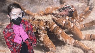 BEWARE the Goliath BirdEating Tarantula HAIR INSANE Molt Timelapse amp MORE [upl. by Ader362]