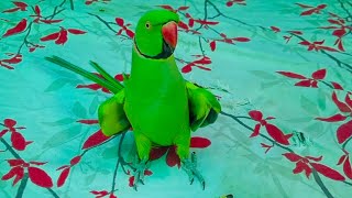 Max And Einstein My Two Cute Chatterbox Green Ringneck Talking Parrots [upl. by Anas105]