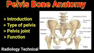 Anatomy of pelvis  Ilium  ischium  pubis  pelvis joint  sacrum  coccyx  in hindi [upl. by Agace]