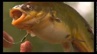 Carping Tactics  How to Combat PoissonChat in French Lakes [upl. by Nolak]