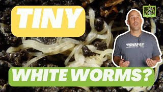 Tiny White Worms in Your Worm Compost Explained [upl. by Bywoods]