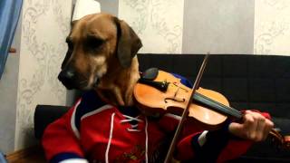 Dog play violin Hockey music Kalinka malinka [upl. by Churchill]