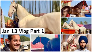 Muktsar Horse Fair Jan 13 2024 Vlog Part 1 मुक्तसर मेला २०२४ [upl. by Ahseinod]