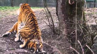 LEOPARD FEEDING  SIBERIAN TIGERS AHIMSA AND YEGOR [upl. by Aicnorev]