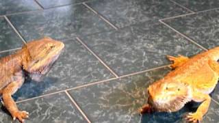 Male Bearded dragon Head Bobbing Female Responce [upl. by Rennob]